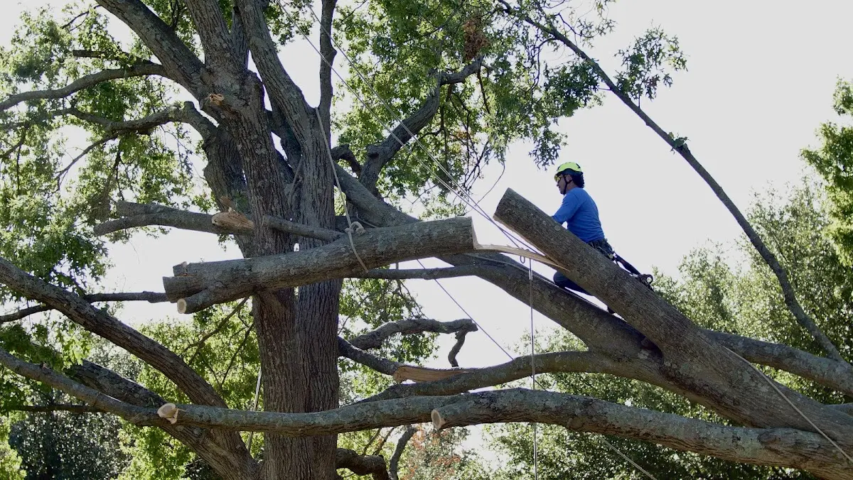 Professional Hazardous Tree Removal performed by certified arborists in Ashley